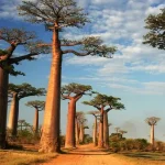 Voyage à Madagascar - RAVINALA TRAVEL
