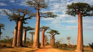 Voyage à Madagascar - RAVINALA TRAVEL