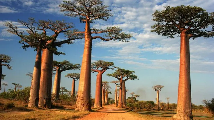 Voyage à Madagascar - RAVINALA TRAVEL