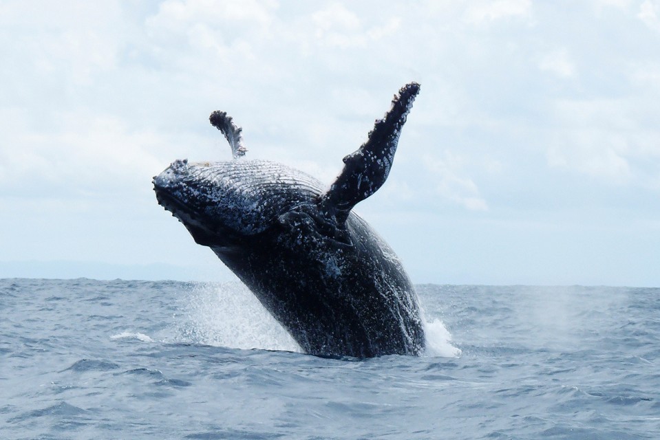 Baleine Nosy Boraha - RAVINALA TRAVEL