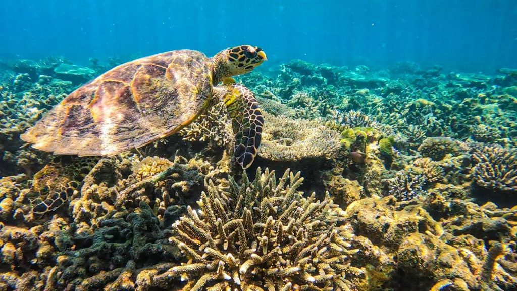 tortues marines - RAVINALA TRAVEL