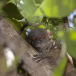 lémuriens à Nosy Komba- RAVINALA TRAVEL